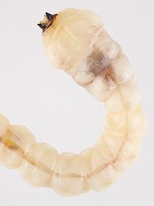 Astraeus major, PL4746C, larva, from Eucalyptus leptophylla stem, ventral view, SE, 34.5 × 6.2 mm